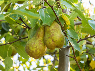Pears on the Tree
