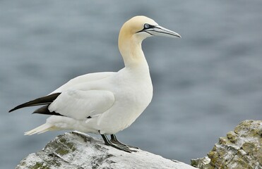 Northern gannet (Morus bassanus)
