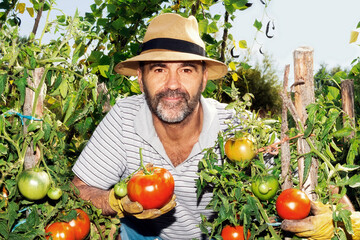 senior man farmer  picking  tomatoes  in organic tomato garden