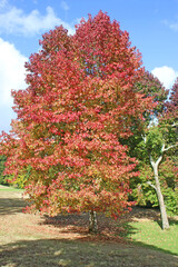 Naklejka premium Autumn tree in a park