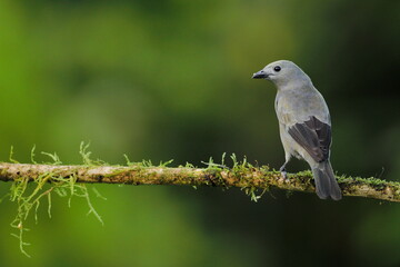Palm tanager (Thraupis palmarum)