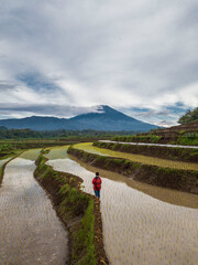 Sumbing Mountain with Rice Farm