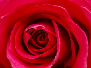 beautiful close up red rose.Blooming bright red flower.Floral background.scarlet flowering roses