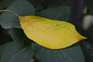 yellow autumn leaf on green background