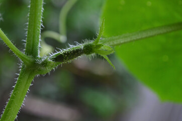 scarlet cucumber on a twig
