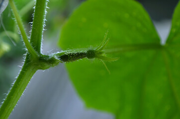 scarlet cucumber on a twig
