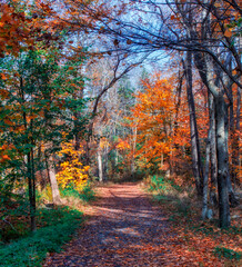Obraz premium Autumn Colors Along the Walking Path - The trail in Hemlock Ravine Park is bright with the colors of autumn foliage on an autumn day in late October