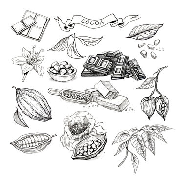 Cocoa beans, chocolate, sweets. graphic hand-drawn illustration, set. Print, textiles, menu, baked goods, dessert.