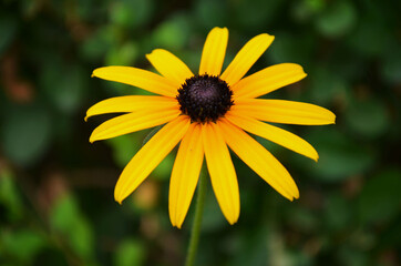 yellow flower
