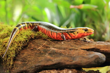 Red Galliwasp (Diploglossus monotropis)