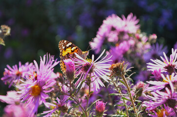 
butterfly Black-red pollen on flowers