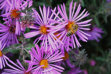 Obraz premium bee on a flower