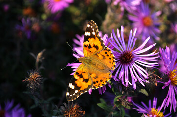 
butterfly Black-red pollen on flowers