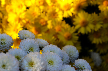 white chrysanthemums on a yellow background