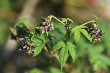 Humulus  scandens female flower / Cannabaceae annual vine grass.