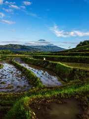 Fototapeta na wymiar Sumbing Mountain with Rice Farm