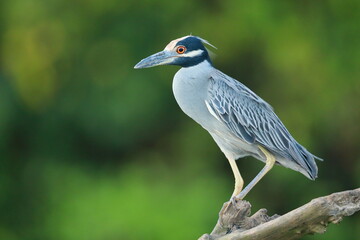 Yellow-crowned night-heron 