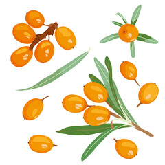 Sanddorn isolated on white. Vector illustration tree branch, images of medicinal plants, herbs. Can be used to create packaging for healthy, cosmetic natural product