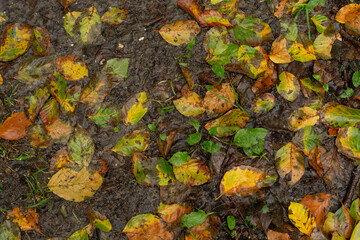 Top view of yellow and green leaves on the ground covered in mud after the rain