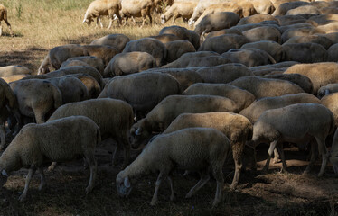 Fototapeta premium A herd of goats and sheep. The survival of animals in the arid steppe. Pastures of Europe.