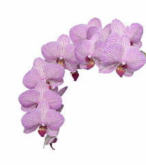 Set of flowers of Orchids