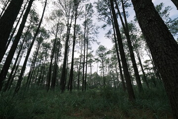 Tropical pine forests in the winter wilderness of national park Thailand