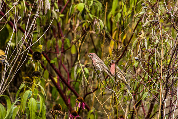 Purple Finch sitting with its partner