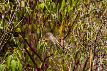 Purple Finch sitting with its partner