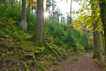 Fototapeta premium Herbststimmung in den Wäldern der Vogesen