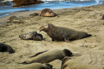 Elephant seal and her cubs rest on the beach