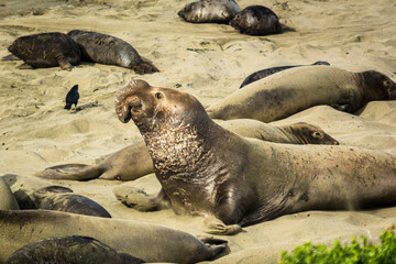 Obraz premium Large male elephant seal with prominent proboscis lays on the beach