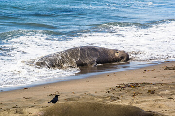 Waves crash over a resting elephant seal