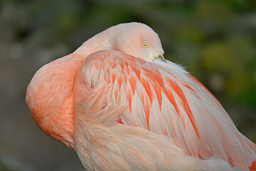 Closeup of flamingo (Phoenicopterus ruber) the head in the feathers, in the Camargue is a natural...