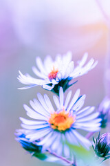 Fototapeta na wymiar blue light surrounding purple wild flower