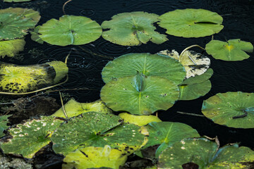 Lily pads in the rain