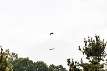 Circling pair of hawks