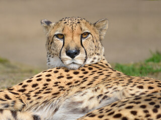 Closeup African Cheetah (Acinonyx jubatus) seen from front