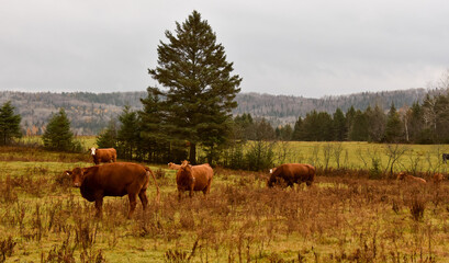 Fototapeta premium Pretty cows in a Quebec field in the Canadian fall