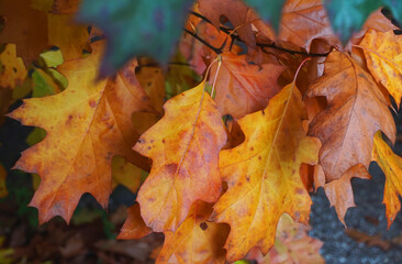 Herbstlaub im Wald. Eichenblatt.
