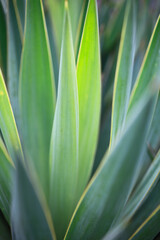 アツバキミガヨランの葉