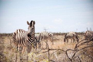 Fototapeta premium Zebra