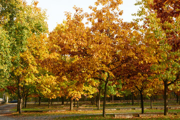 Autumn leaf alchemy from green to yellow or red to brown also in the parking places- September 2020.