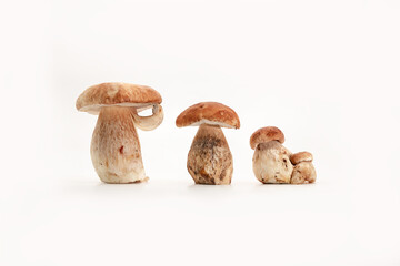 Beautiful fresh porcini mushrooms  on white background isolated season healthy food 
