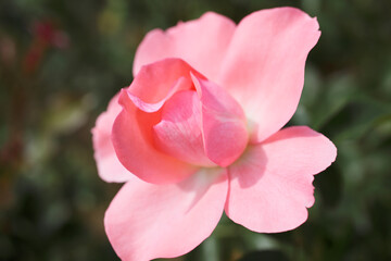 Obraz premium バラ