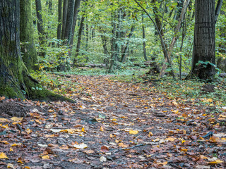 Footpath in the forest covered with yellow leaves. Autumn landscape in the woods.