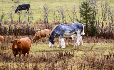Pretty horse and cows in a Quebec field in the Canadian fall