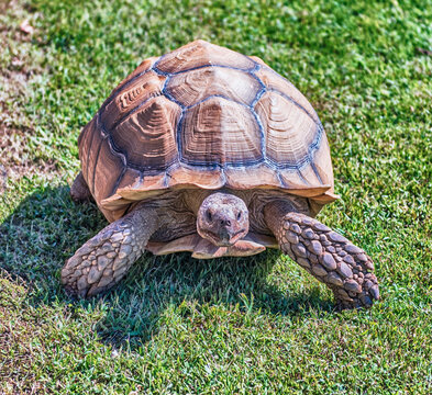 African spurred tortoise aka sulcata tortoise walking on the grass