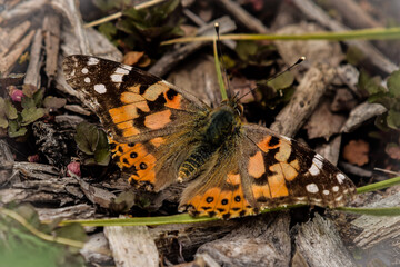 Obraz premium Painted lady butterfly 