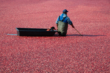 Cranberry field worker performing harvesting work. Water surface completely filled with floating...
