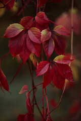 red maple leaves
